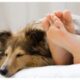 dog health/care