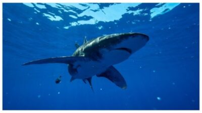 Nat Geo&rsquo;s SHARKFEST