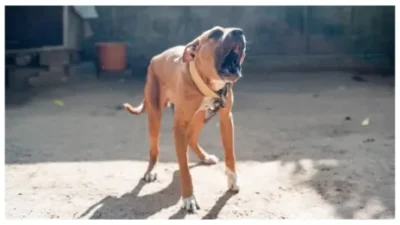 Dog American Pit Bull Terrier, dog barks