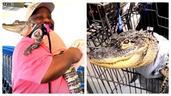 Walmart bans emotional support alligator