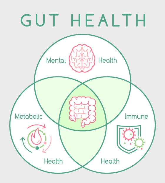 Why gut health matters. Vertical poster. Medical infographic. Digestion is important. Stomach function. Editable vector illustration in modern outline style. Healthcare and scientific concept