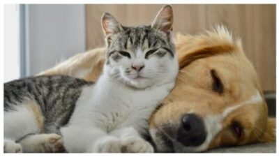 Dog and cat enjoy together