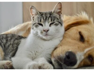 Dog and cat enjoy together