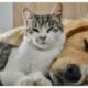 Dog and cat enjoy together