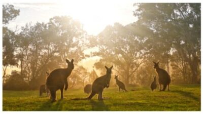 Kangaroos and sunlight.