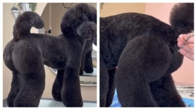San Diego dog groomer Logan Rago