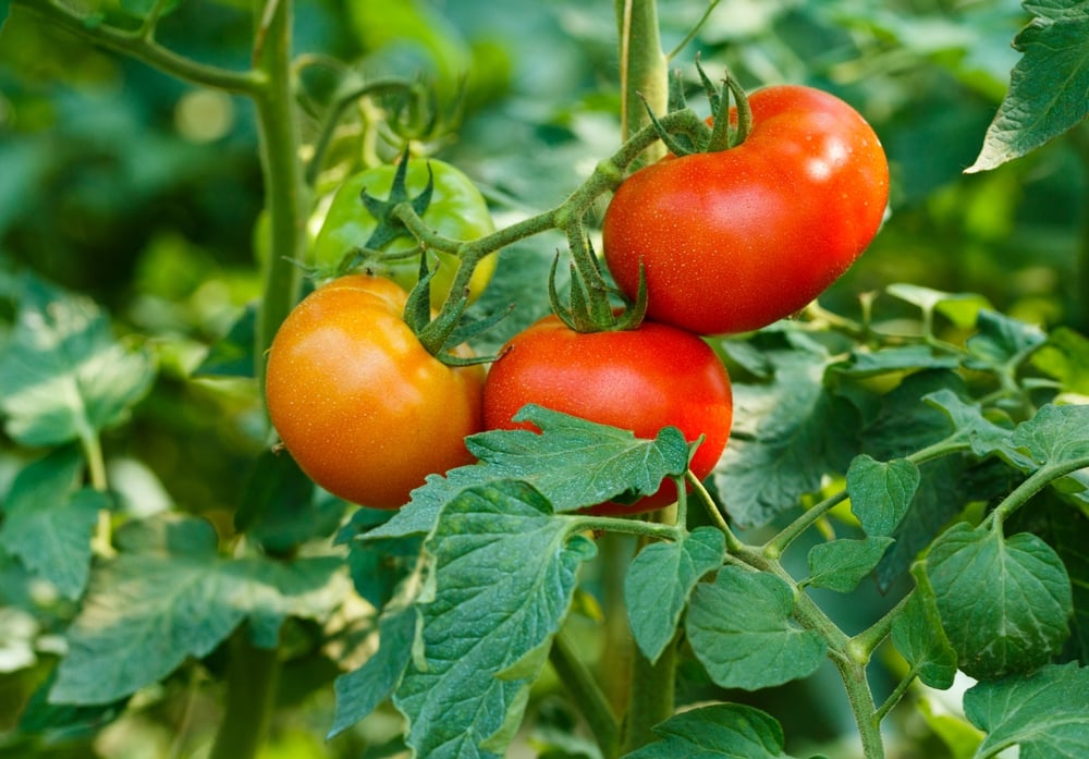 5 Spots to Avoid for Planting Tomatoes if You Want a Strong Harvest