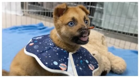 Puppy Peanut, Missing Most of His Nose, Begins Long Recovery