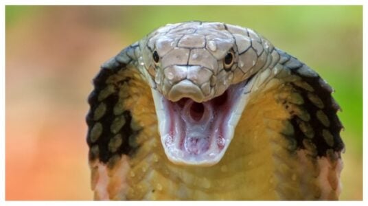 German Tourist Killed by Cobra Bite at Egypt Hotel Snake Show