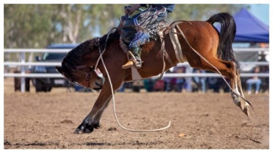 STARZ Announces New Drama Set in the World of Black Rodeo
