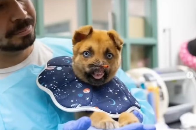 Puppy Peanut, Missing Most of His Nose, Begins Long Recovery at Pasadena Humane | VIDEO
