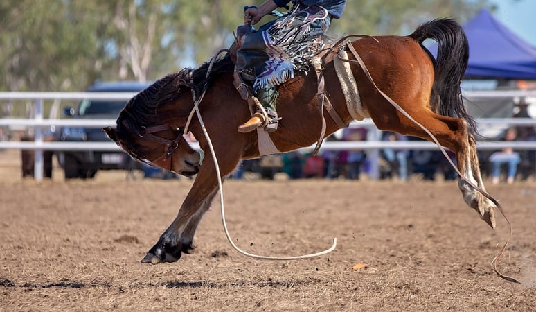 Rodeo Bronc Kick With Rider Holding On stock photo