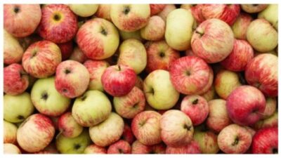 Organic red apples