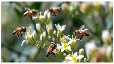 bees pollination AI-generated
