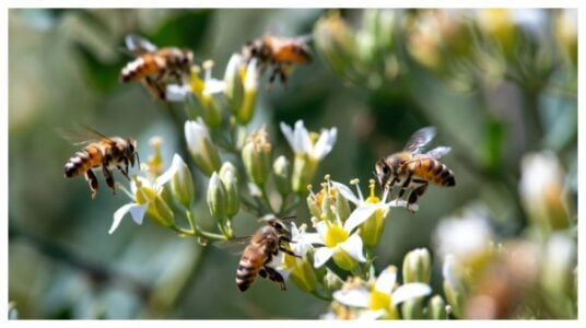 Bee Losses Hit Crisis Levels in 2026, Expert Warns | EUR EXCLUSIVE