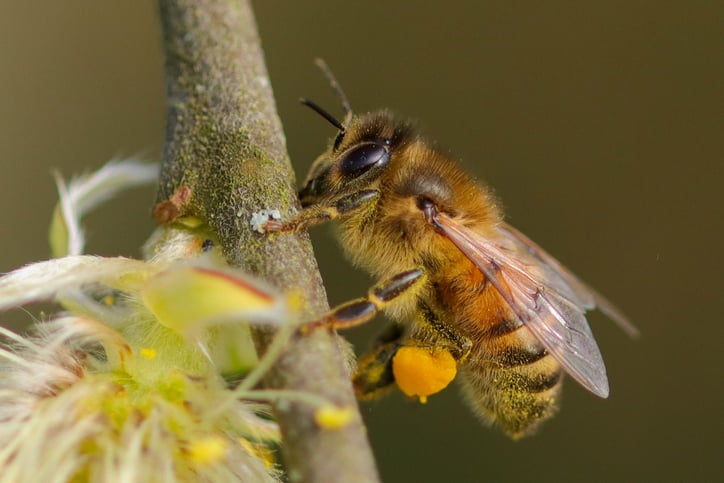 bee on a flower