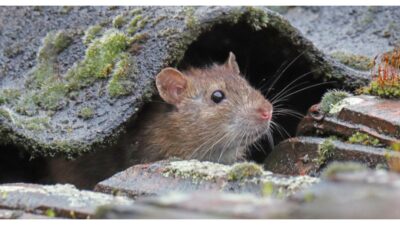 (Rattus norvegicus)