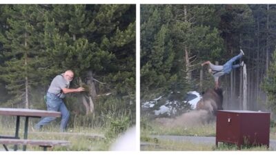 Bison Hurls Grandfather Into the Air During Frightening Yellowstone Encounter