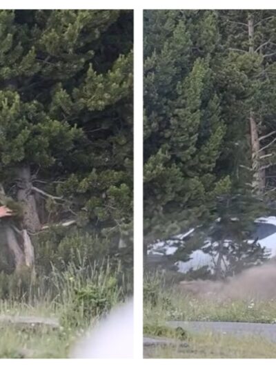 Bison Hurls Grandfather Into the Air During Frightening Yellowstone Encounter