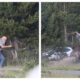 Bison Hurls Grandfather Into the Air During Frightening Yellowstone Encounter