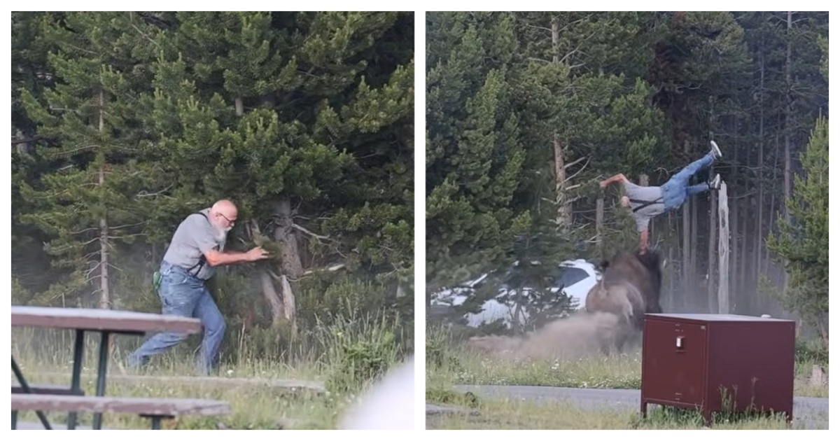 Bison Hurls Grandfather Into the Air During Frightening Yellowstone Encounter