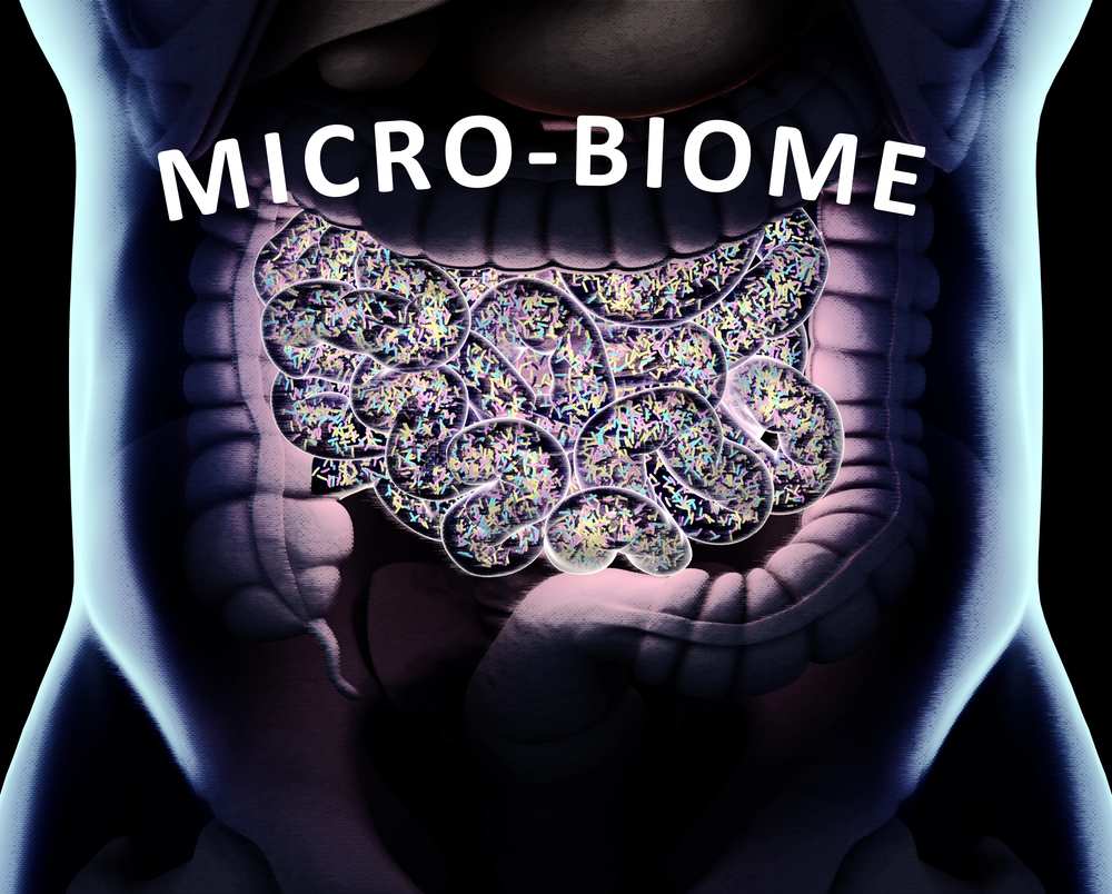 gut bacteria diagram