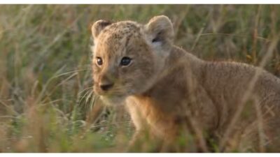LION Airs Aug. 19 on National Geographic and Streams Aug. 20 on Disney+ and Hulu