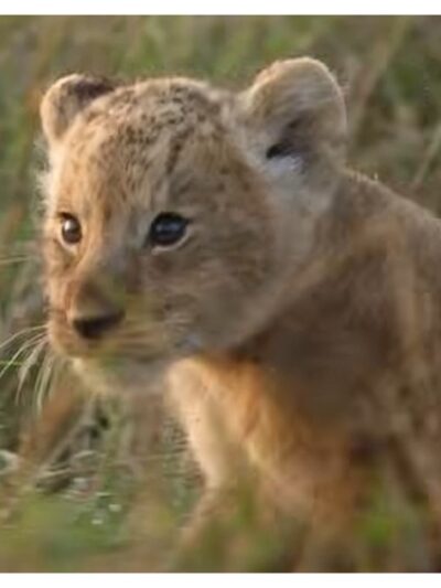 LION Airs Aug. 19 on National Geographic and Streams Aug. 20 on Disney+ and Hulu