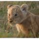 LION Airs Aug. 19 on National Geographic and Streams Aug. 20 on Disney+ and Hulu