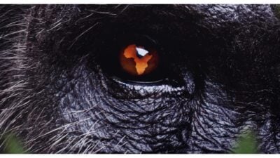 Nat Geo's 'Africa Earth's Wild Home'