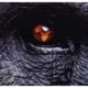 Nat Geo's 'Africa Earth's Wild Home'